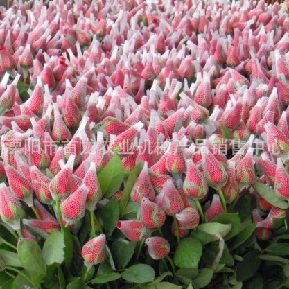 塑料保护网、鲜花网套、酒瓶保护网套