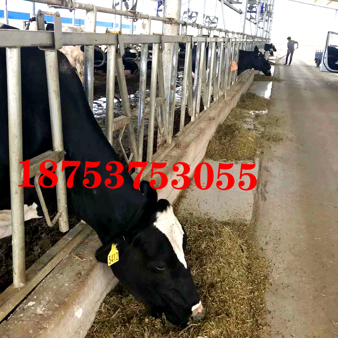 牛颈枷  牛羊驴颈枷  定位栏 牛位栏 进食栏 采食防疫牛颈夹|ms