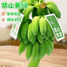 禁止蕉绿整串香蕉带杆小米蕉新鲜水果桌面水培绿植焦虑一件代发