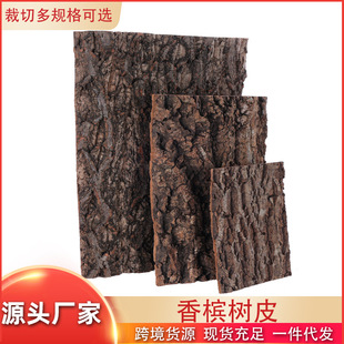 Natural Champagne Bark Fish Tank Landscape Rainforest Tank Background Decoration Bark Climbing Pet Box Background Board Cork Bark