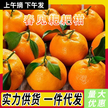 正宗四川蒲江耙耙柑应当季现摘新鲜水果春见柑橘薄皮多汁整箱批发