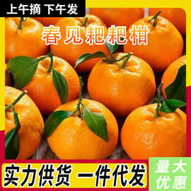 正宗四川蒲江耙耙柑应当季现摘新鲜水果春见柑橘薄皮多汁整箱批发