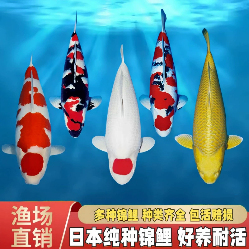 Японские аутентичные красно-белые трехсекционные кои Showa gold Taisho, чистокровные декоративные рыбы, пресноводные с длинным хвостом, легко выращивать кои
