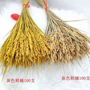 Rice Ear Decoration Real Rice Rice Dried Flower Table Set Landscape Set Harvest Photograph Dao Yukang