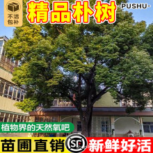 精品朴树树苗园林绿化工程苗朴树大树木行道树占地庭院道路风景树