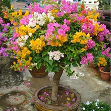 带花大苗盆栽四季开花卉不断爬藤重瓣植物室内阳台庭院树苗