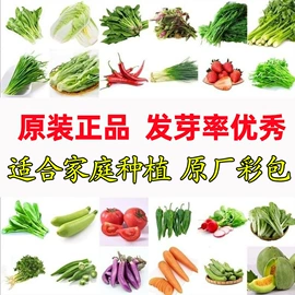 盆栽;种子;花盆容器