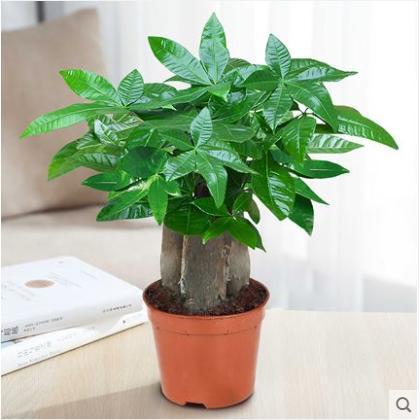 Three-pole money tree 1 pot [original pot and original soil]
