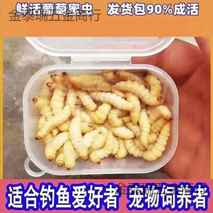 ly�����������x���w���x��Ϟ���۴����B�x�����،m���}���J���u��