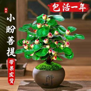 Bodhi Bonsai with Fruit, Old Stump Bodhi Tree Bonsai, Chinese Zen Style, Easy-To-Care-For Green Plant for Office Desktop