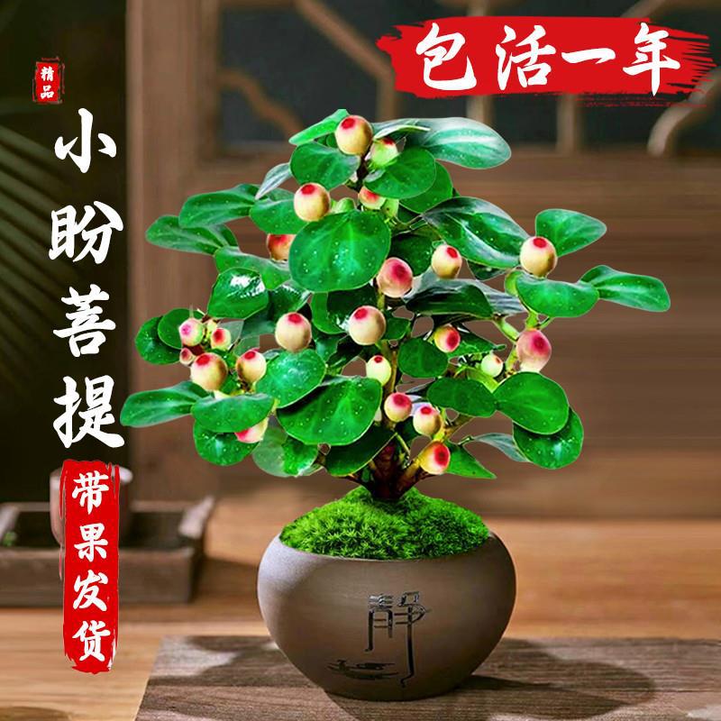 小盼菩提盆栽带果老桩菩提树盆景中式禅意办公室内桌面好养绿植物