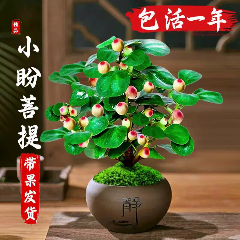 Бонсай Бодхи с фруктами, бонсай старого сучка дерева Бодхи, китайский стиль дзен, легкое в уходе зеленое растение для рабочего стола в офисе.