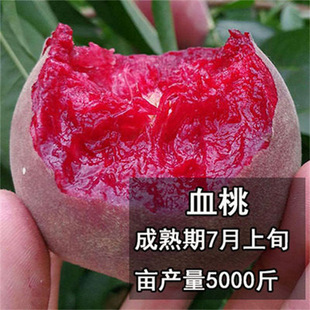�޽���Ʒ�N�F��Ѫ���Ҙ������AѪ�Ҙ�������Ѫ�Ү���Y���ϱ��Nֲ