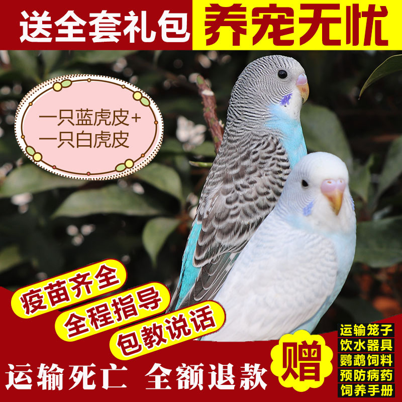 백호가죽 + 청호가죽 (Baoxue 말하기) 커플 매칭