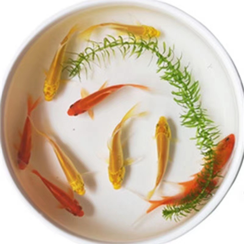 小金魚卸売、活魚、観賞魚、小卸売、鯉、鯉、三色赤白子頭、入門レベルの耐久性のあるヘアエクステンション|undefined