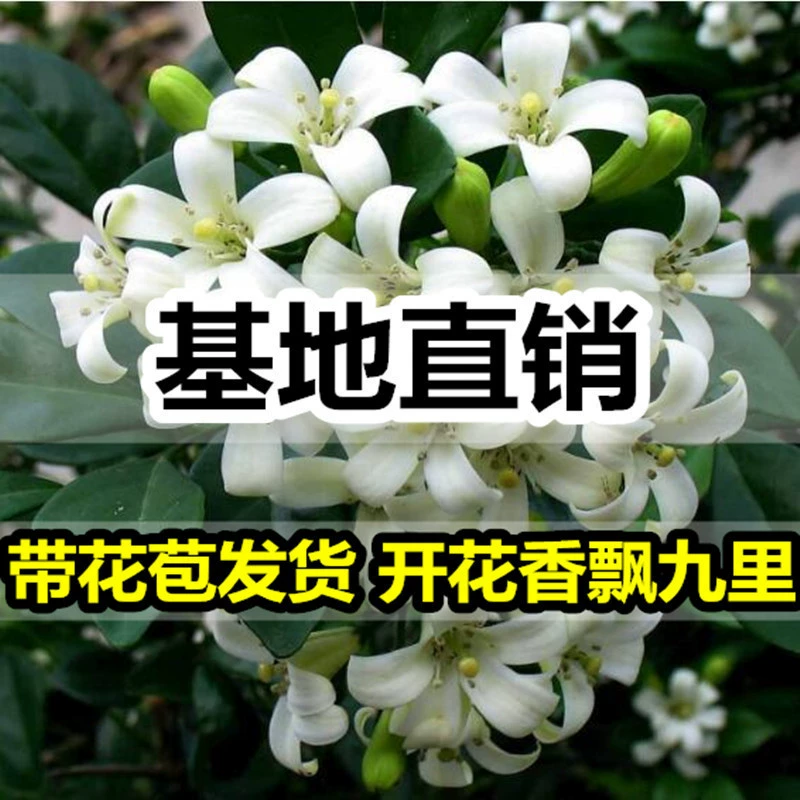 Рассада цветов старого ворса бонсай с ароматом мури в горшках с цветочными бутонами Цветы с ароматом Лучжоу для хорошего цветения в четыре сезона