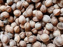 秦岭野生浅龙纹桃核雕刻原料统货不分大小核型颜色随机发介意慎拍