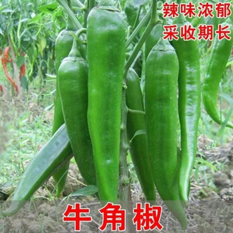 特大牛角椒种辣椒种子朝天椒五彩椒七彩椒原装四季蔬菜种子大全