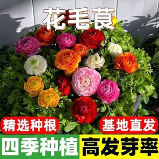 Imported Ranunculus Bulbs, Double-Petaled Peony Seedlings, Indoor and Outdoor Four-Season Flowering Flower Potted Seeds and Root Blocks