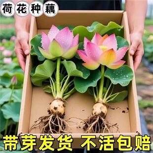 �ɻ�����ɏ��ź���ļ��^�pź�Nˮ��ֲ���������˯ɏɏź��N����