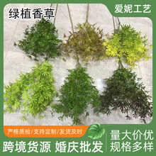 �L֦Ԫ������~���W�L����Gֲ��ˇɭϵ�������b�ֲ��ݏS�����l