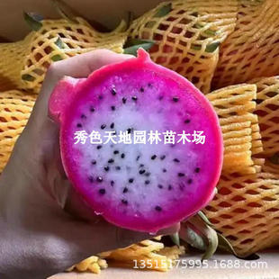 Two-Color Dragon Fruit Saplings Potted Bird's Nest Planted in the North and South in the Same Year, Climbing Vines, Four-Season Red Heart Dragon Fruit Saplings Bear Fruit
