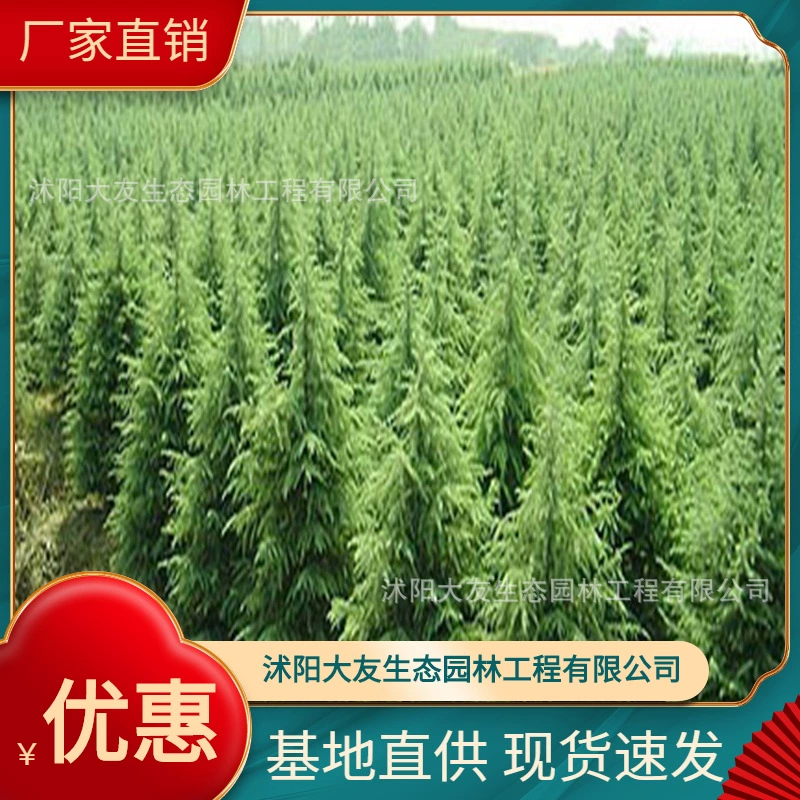 База оптом собственного производства Рассада кедра живописная дорога Садовая инженерия Зеленые саженцы