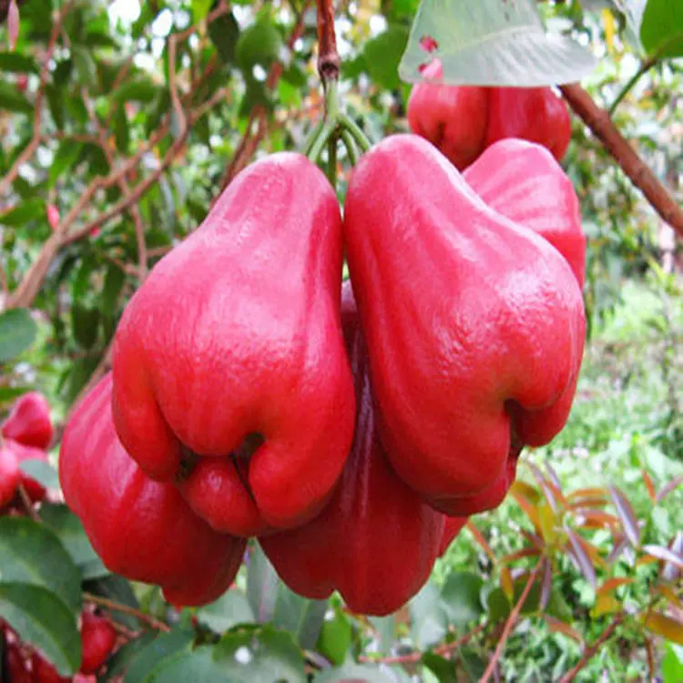 Лотос Спрей Семена Тайвань Черный Кинг-Конг Лотос Спрей Привитые Саженцы Daye Красный Юг Посадка Наземные растения Посадка в горшках Сад