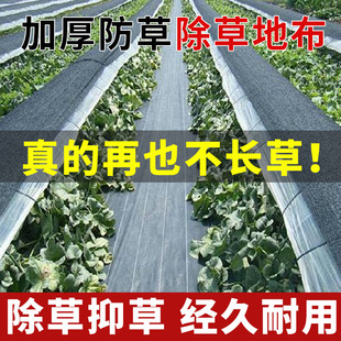 ���l��ɫ������͸��͸ˮPE���ݲ��r�ù��@���ݲ���Ĥpe���B�ڲݲ�