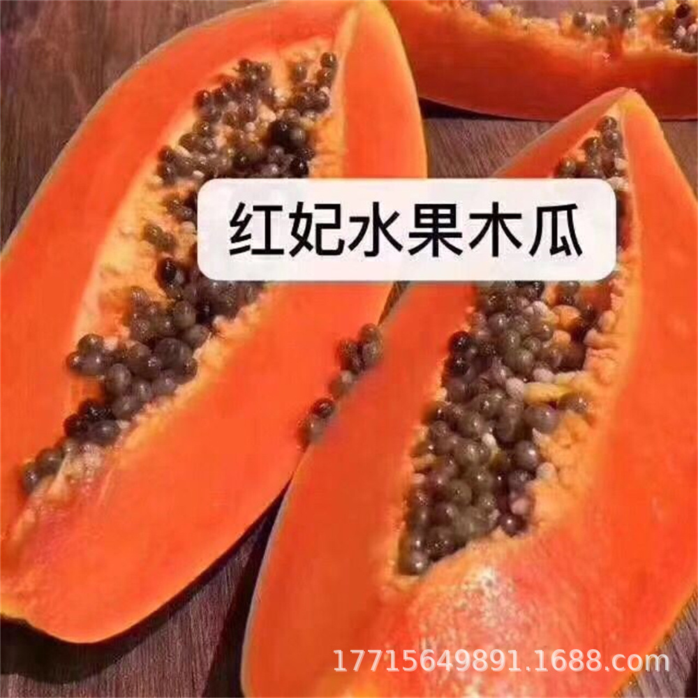水果牛奶木瓜树苗当年结果大青红肉四季特大南方木瓜树苗矮化盆栽