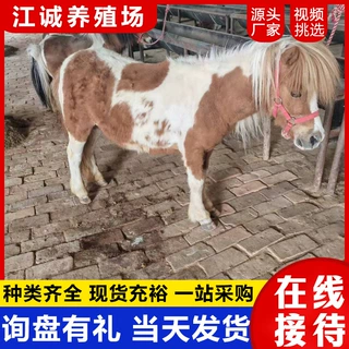 景区园林骑乘拍照矮脚马活体 回收动物园观赏马 出售迷你宠物马