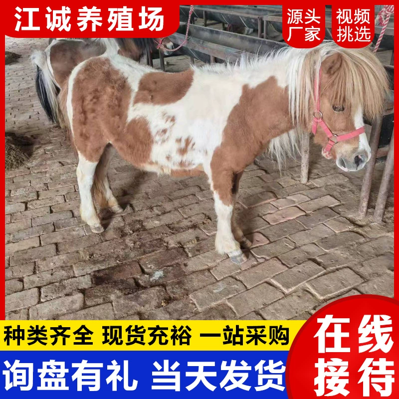 Видео выбора домашних живых миниатюрных пони для детей, чтобы кататься на них, настоящие пони из конского волоса.