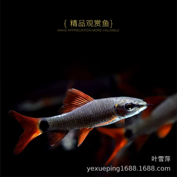 Rainbow shark 4-6cm