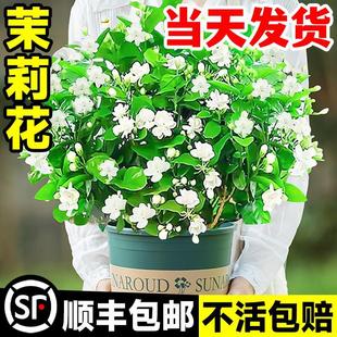 Jasmine Seedlings Potted with Buds, Nine-Mile Fragrant Old Stump Gardenia Florals and Green Plants, Easy to Grow and Live Indoors, Blooming in All Seasons