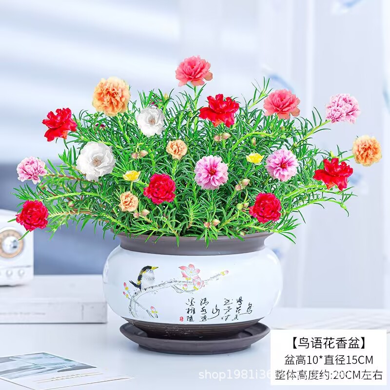 重瓣太阳花带根耐热混色喜阳花卉绿植带花苞室内阳台庭院多色太阳