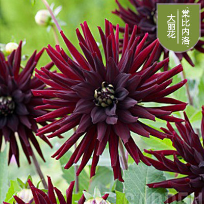 花のダリアの花はボールを植えます。|undefined