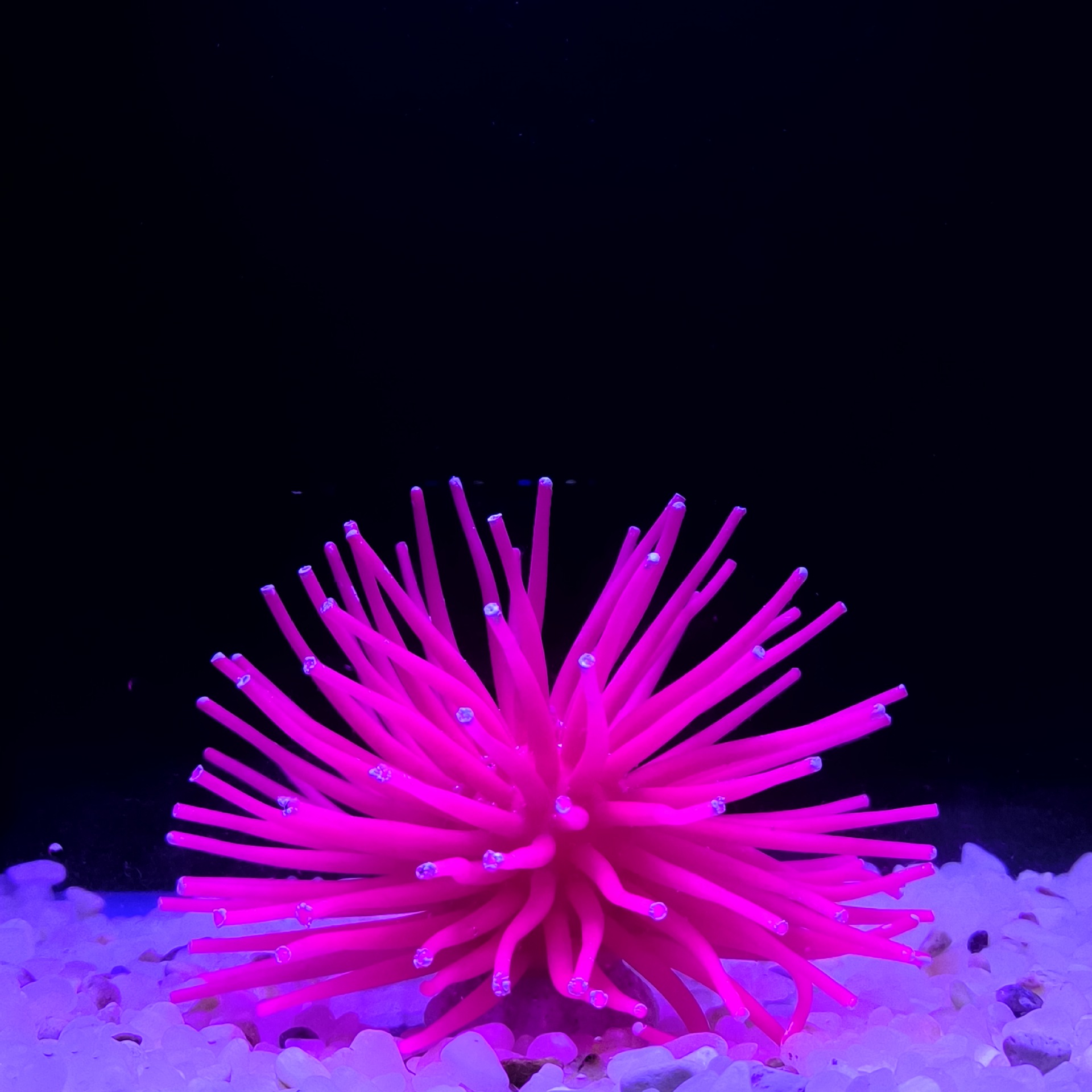 Promoción 172m púrpura