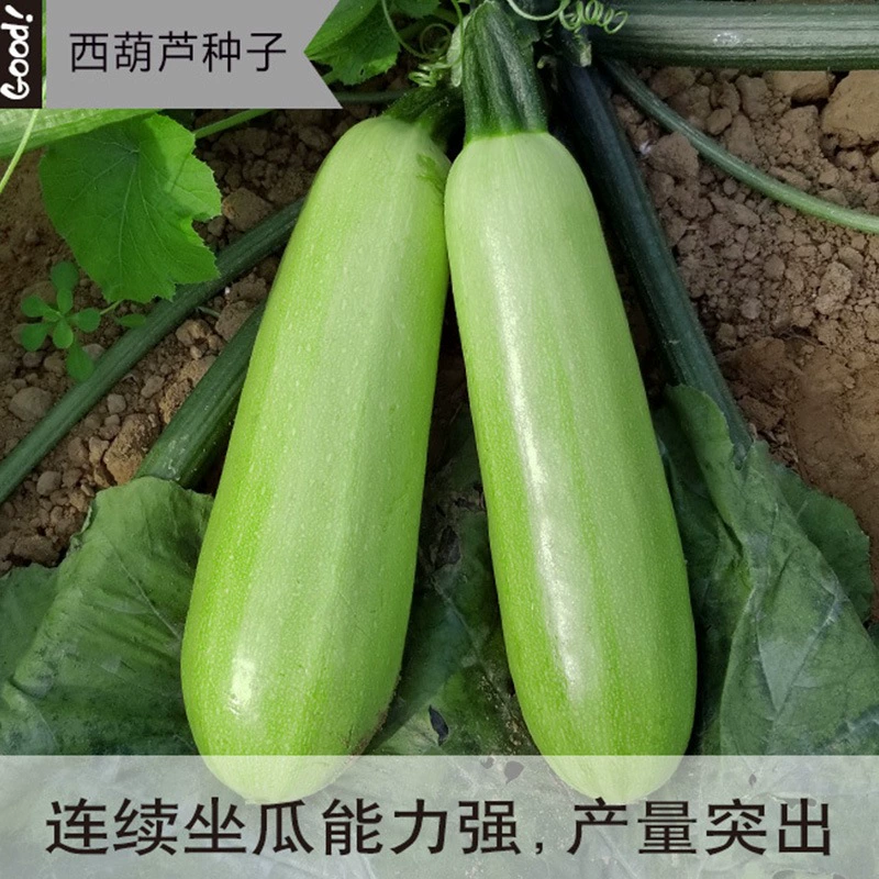 Семена кабачков осень отсроченная Ранняя весна открытое поле жаростойкость Ранняя зрелость высокая урожайность весенне-летние гибридные сорта