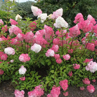 �A�F����ľ����ľ�ͺ��͟���ݲ�ݮ���������F�ν������⻨�R�Gֲ