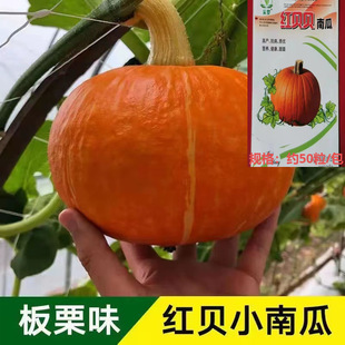 �tؐؐ�ϹϷN�ӾGؐؐ�����ϹϷN�Ѹ����������߲˷N���r�Ҳˈ@