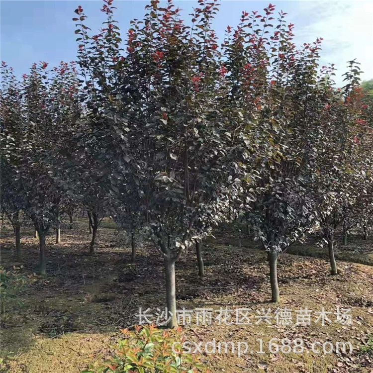 Оптовая продажа красной листовой сливы Хунань 8- 10-12cm красной листовой сливы, морозостойких саженцев фиолетовой листовой сливы с полными характеристиками