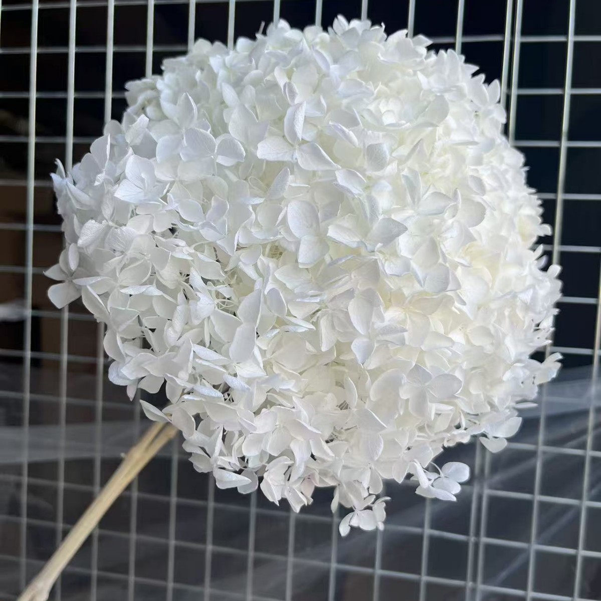 Flores eternas hortenida flores secas Anna hortenida hojas hortenida cabeza de hortenida flores eternas cubierta de vidrio material ramo diy