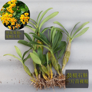 ���ʯ���������ԅ�����m�Sɫ����ˮ���Oʯ���FƤ�m���Sɫ��