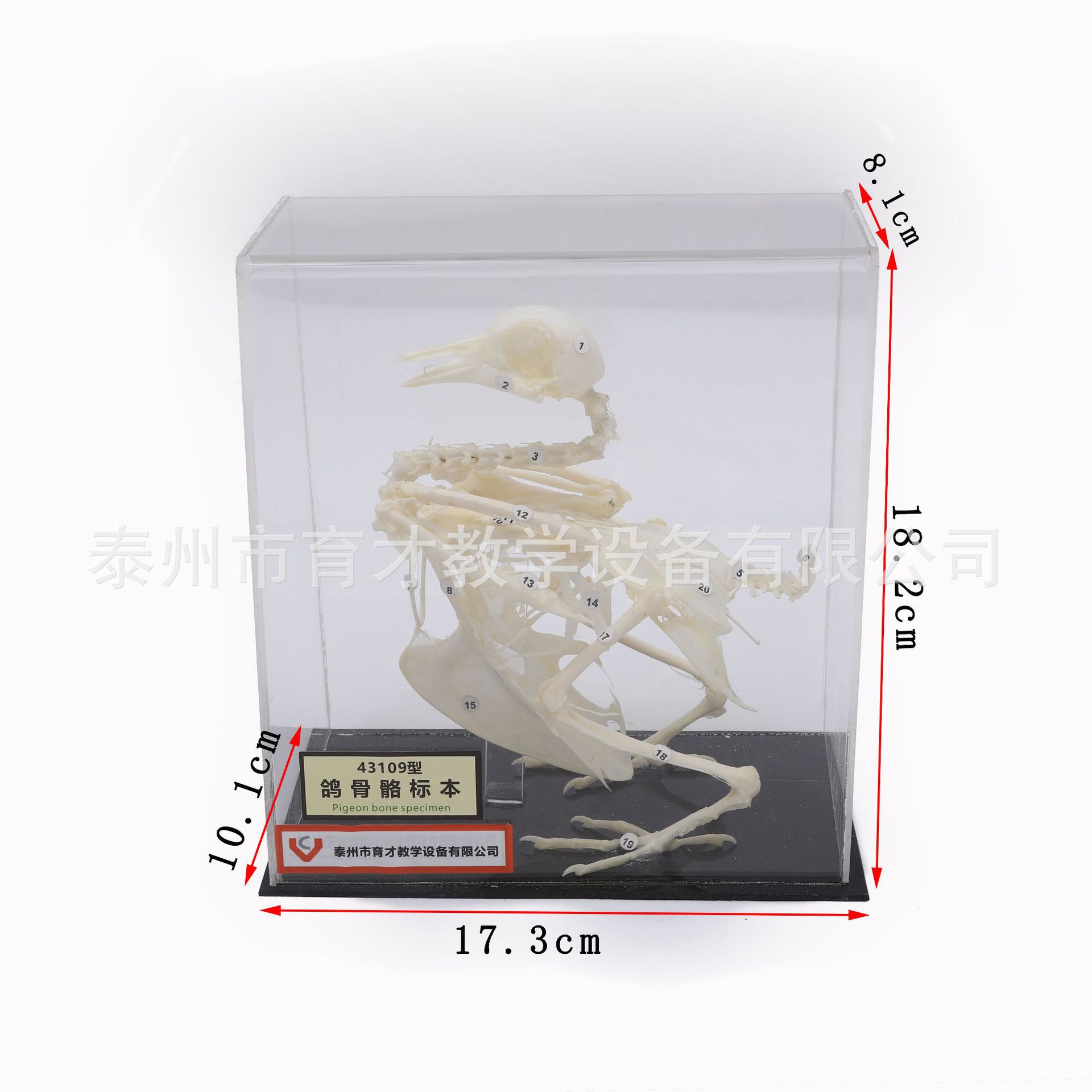 43109鸽骨骼标本中学生物实验器材教学仪器鸽骨骼标本
