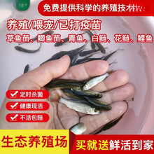 喂乌龟饲料鱼小鱼养殖活鱼龙鱼活食饲料淡水鱼苗鱼苗鲫鱼苗