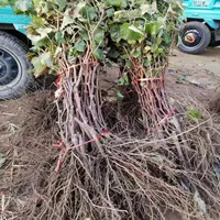 Виноградное дерево Бессемянные фруктовые деревья Посадка рассады в горшках Северная и Южная альпинистские лозы Посадка во дворе Инженерия Рассада Цветочное дерево