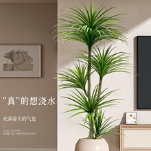�ٵ�ֲ��Ѫ���҃Ȕ[���b߶��p��ֲ�����Ը�Ʒ�|����Gֲ��ؘ�