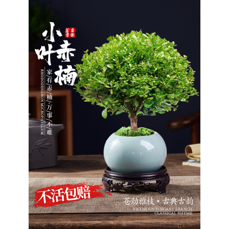 小叶赤楠老桩树苗紫檀微景观办公室四季好养金丝楠木盆栽桌面绿植