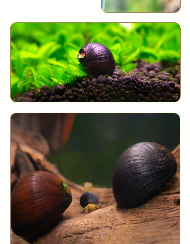 /format,png