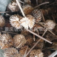 1公斤散装批发干品紫锥菊干花序无花瓣 干紫锥菊花 紫锥菊花托